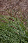 Heath sedge